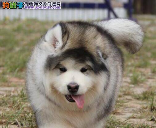 如何知道阿拉斯加雪橇犬是否超重