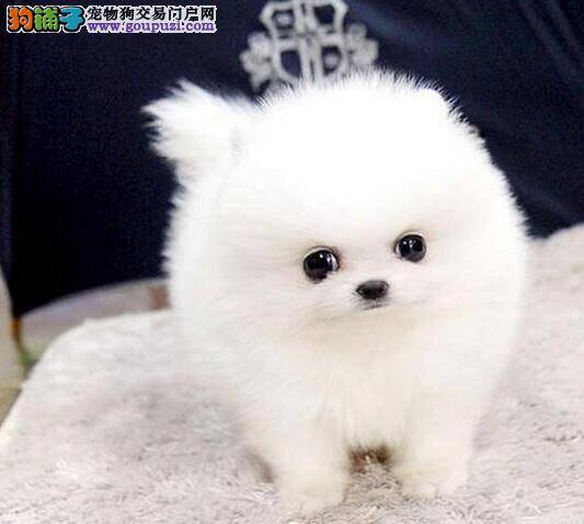 小博美犬最近后腿经常瘸 是什么原因导致的