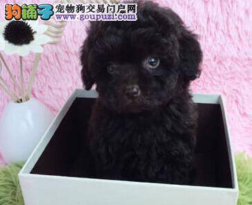 训练泰迪犬的方法你了解多少