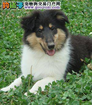 苏格兰牧羊犬一般在什么时候第一次驱虫