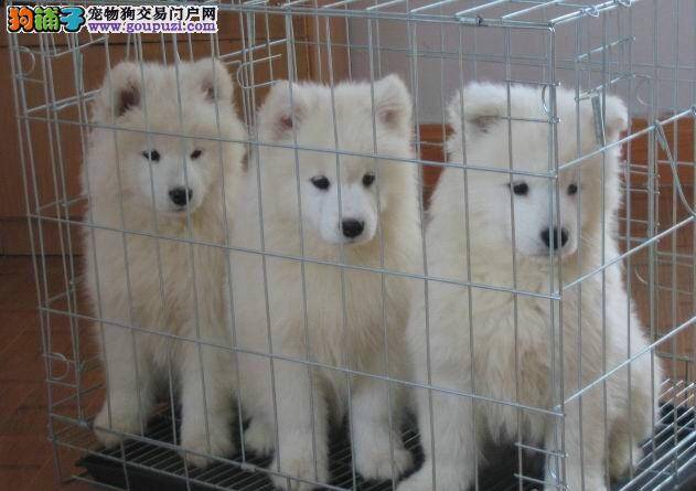 如何饲养让银狐犬知道自己在家中的地位