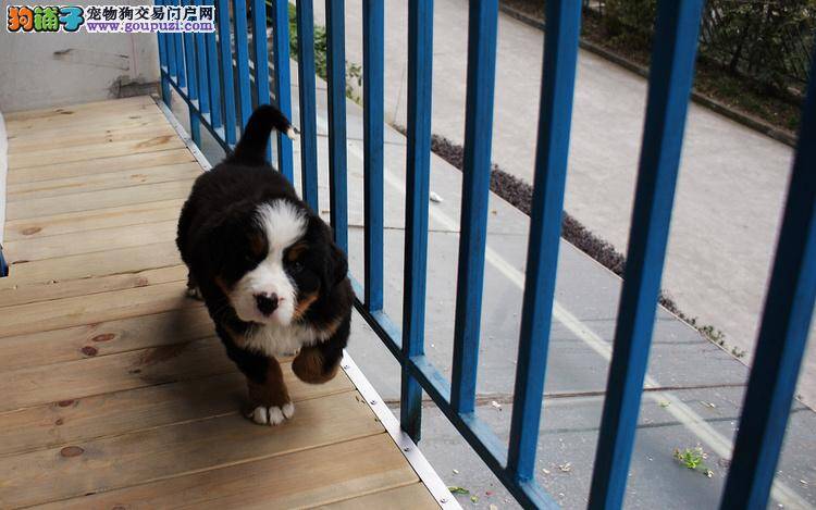 伯恩山犬吃零食好坏的详细解答