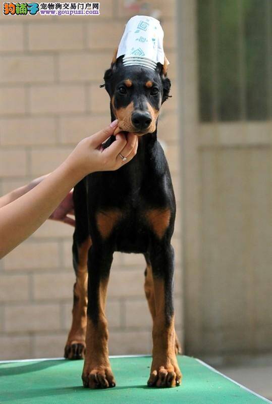 杜宾犬最近毛发总打结而且不光亮什么原因呢