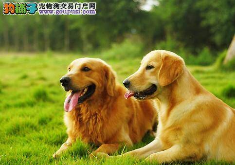 爱宠小情绪 金毛犬抑郁的十二个表现