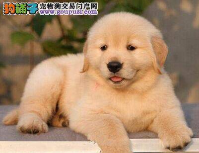 金毛犬怎么养 帮助金毛犬去除皮屑的小秘籍