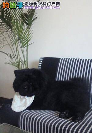 阻止松狮犬随地大小便有哪些方法和绝招