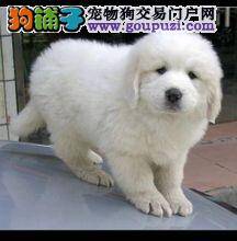 火热夏季 如何保证大白熊犬不中暑