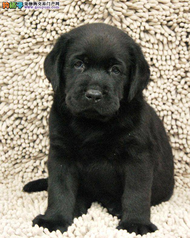靓丽毛发 给拉布拉多犬梳理毛发要定期