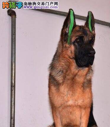 避免德国牧羊犬挑食的好主意