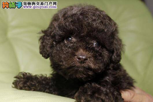怎么训练泰迪成犬改掉随地便便的习惯