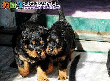 如何训练罗威纳犬乖乖待在犬床上