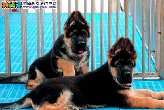 喂食德国牧羊犬肝脏等食物时需要注意哪些事项