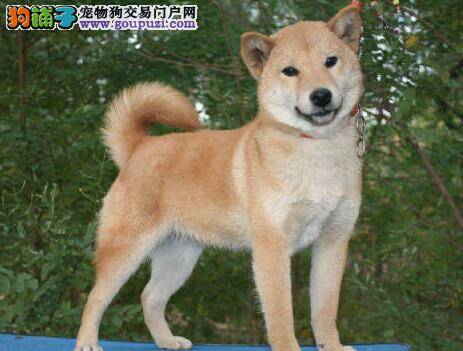 秋田犬秋天喂养细则