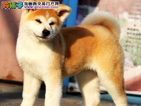 春天给秋田犬驱虫的相关常识与做法