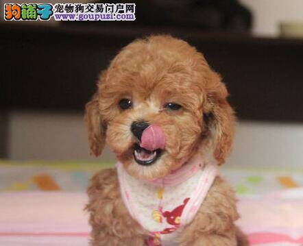 泰迪犬可恶的眼屎可以这样去除