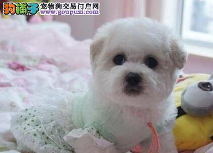 狗狗外交家 比熊犬幼犬社交活动不可少