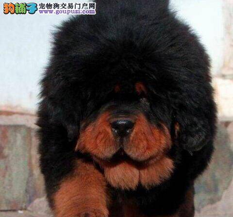 想要让藏獒不再护食主人们要怎样训练