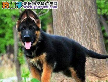 轻松让德国牧羊犬学会握手