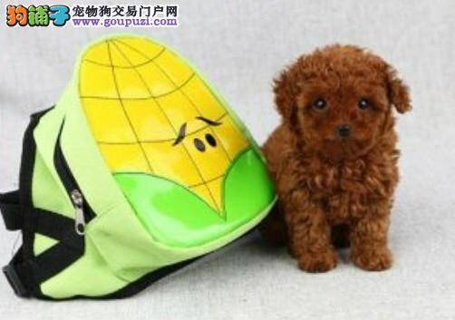 喂养禁忌 给泰迪犬喂食需要注意的事项有哪些