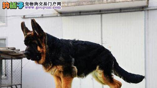 老来享乐 如何护理老年德国牧羊犬