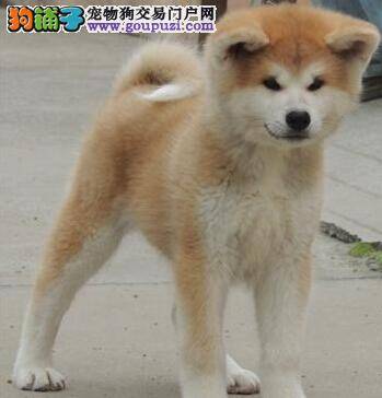 吸水巾显神通 秋田犬洗澡必备品