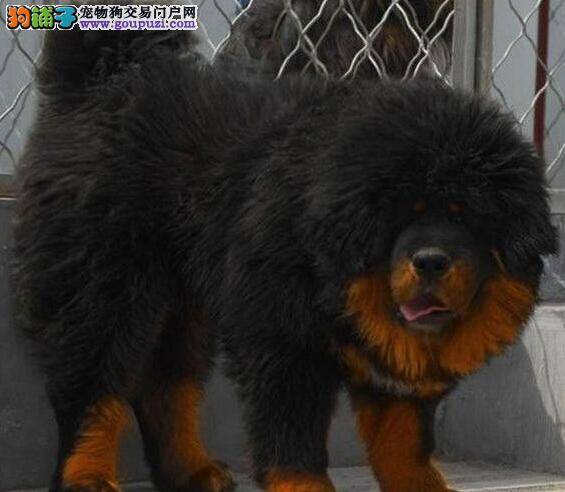 藏獒冬日需要进补的一些维生素