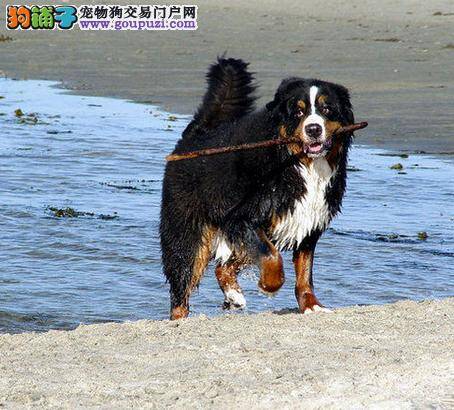 轻松修剪伯恩山犬毛发打造完美形象