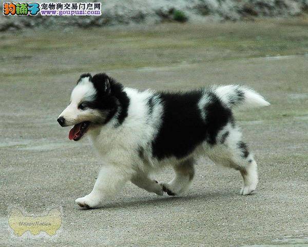 如何保证喜乐蒂犬能够无忧无虑的度过晚年