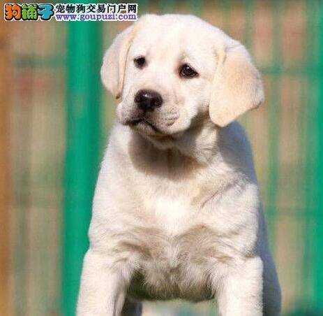 怎样能把拉布拉多犬照顾的健健康康的