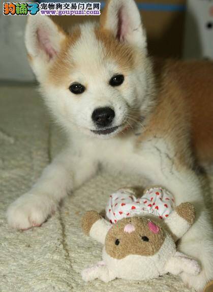 狗狗沟通交流：与秋田犬交流必须了解三方面