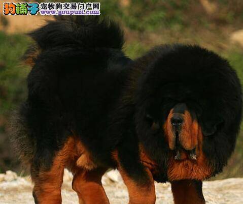 藏獒得了螨虫皮肤病怎么治疗