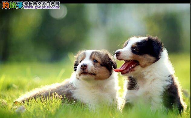 解决喜乐蒂犬饲养中常见的养护问题