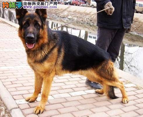 金牌健康顾问告诉你如何护理德国牧羊犬的口腔