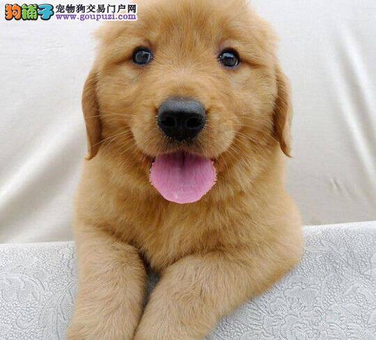 善待新成员 怎样饲养刚来家中的金毛犬