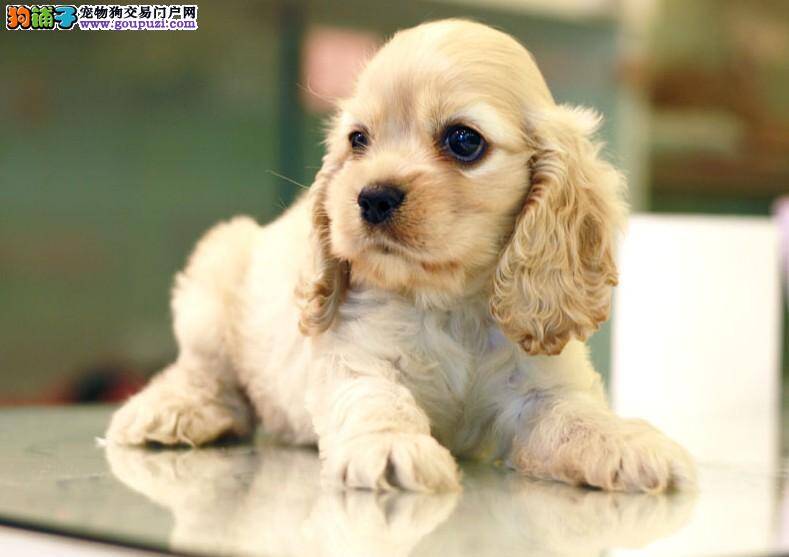 饲养可卡犬要注意的两个问题
