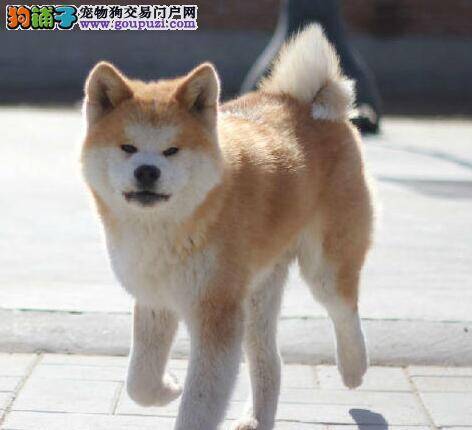 如何科学喂养断奶以后的秋田犬宝宝