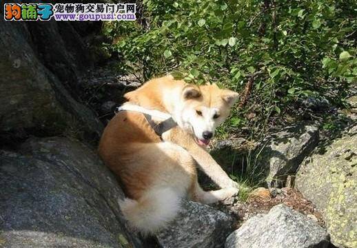 乖巧小宠 训练秋田犬坐下的步骤和方法