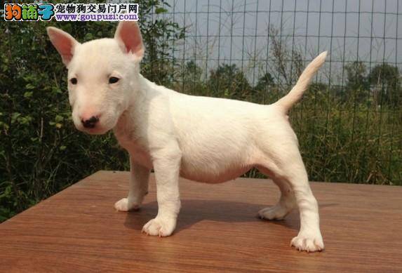 牛头梗有很严重的贫血怎么进行食补呢