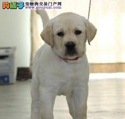 怎么教拉布拉多犬定点便便啊 求方法