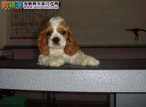 可卡犬老吃自己的便便是缺什么营养