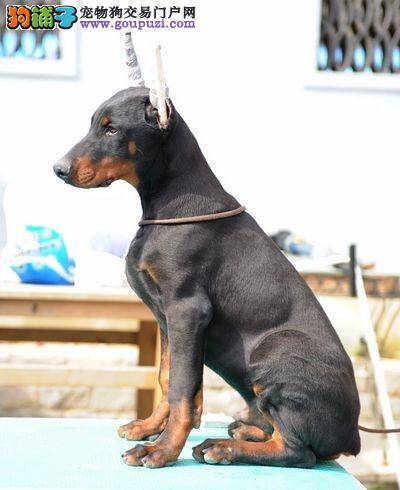 让杜宾犬幼犬认识外界的六大途径