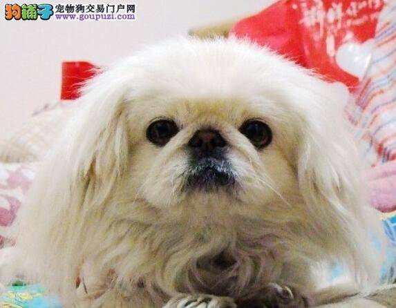 医生日记之京巴犬皮肤出现异味的原因及处理方法