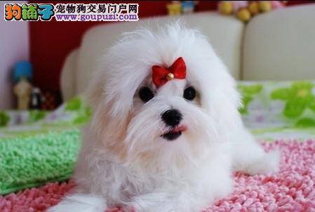 天性是马尔济斯犬珍贵的宝藏