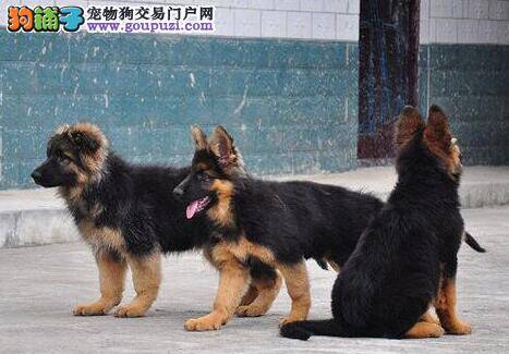 保暖有妙招  严寒冬季德国牧羊犬怎样过