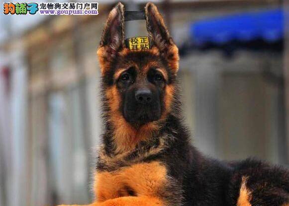 了解德国牧羊犬与人类的相处模式