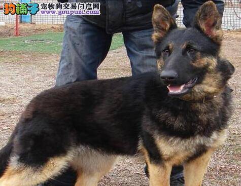 如何将德国牧羊犬打造成经典的猎犬型造型