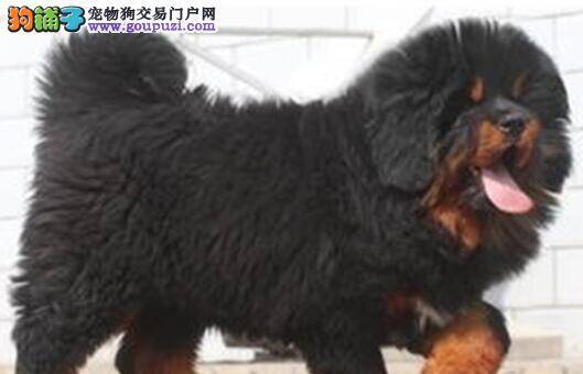 藏獒冠状病毒治好后应该吃些什么补充营养