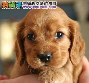 刚买回来5天的可卡犬为什么拉水、打喷嚏