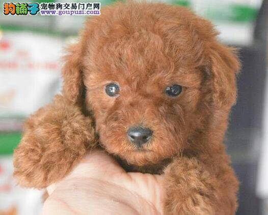 科学饲养与贵宾犬幸福生活