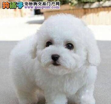 我的比熊犬不吃狗粮怎么办